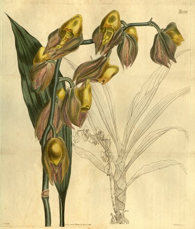 Illustrazione di Catasetum macrocarpum (come sin. Catasetum tridentatum) da Unbekannt Unbekannt